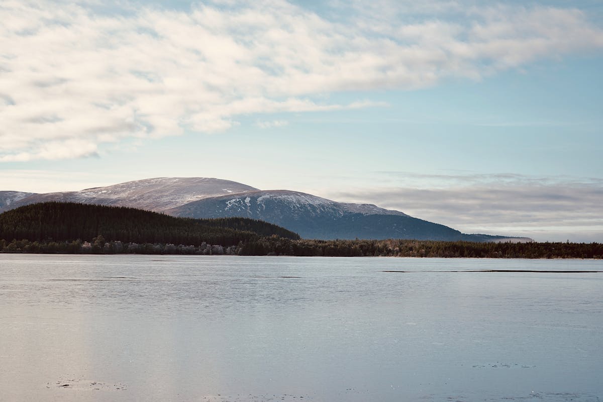 A reindeer herd in the Cairngorms National Park — the UK's only free-ranging reindeer
